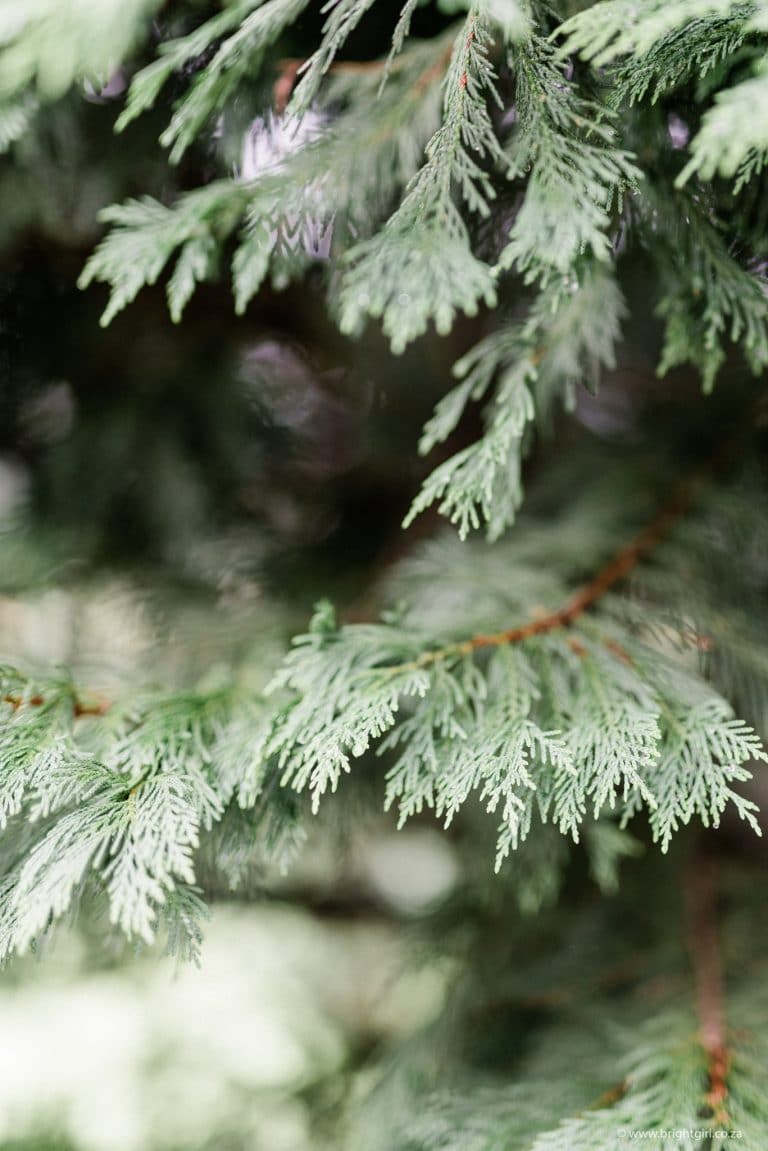 misty-drakensberg-wedding-day