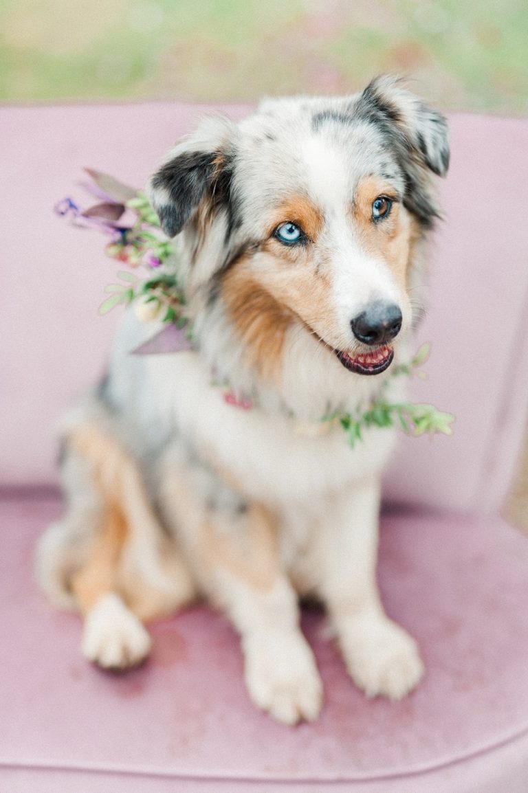 dog with floral garland